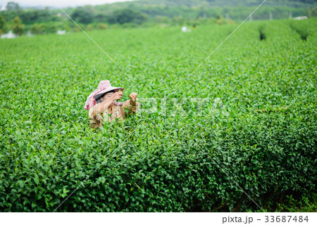 woman picks tea despite ongoing labor strikes 33687484