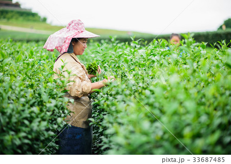 woman picks tea despite ongoing labor strikes woman picks tea despite ongoing labor strikes 33687485