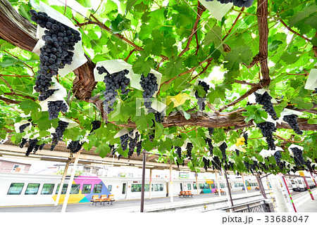 信州　JR塩尻駅ホームのブドウ棚 33688047