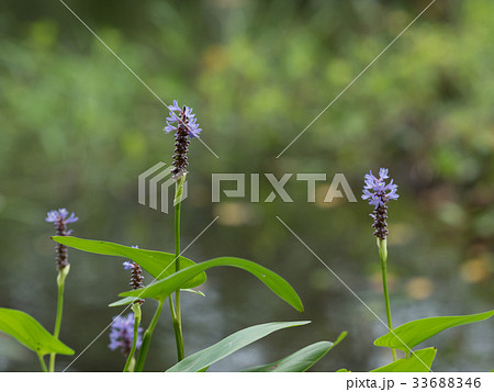 夏の湖沼に咲く長葉水葵 33688346