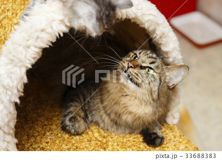 The cat in the cat house The cat in the cat house 33688383