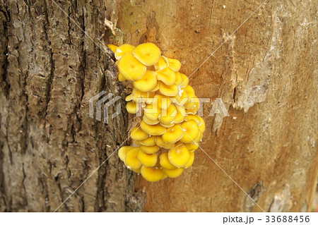 タモギタケ 33688456