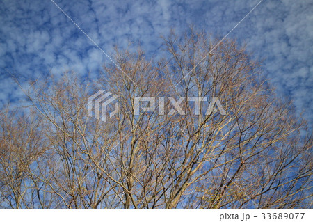 鱗雲 33689077