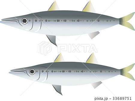 カマス カマス 33689751
