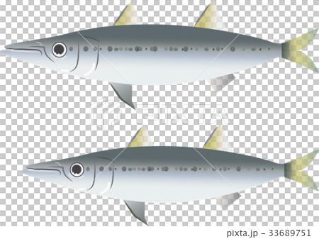 カマス カマス 33689751