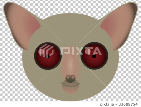 ショウガラゴ ショウガラゴ 33689754