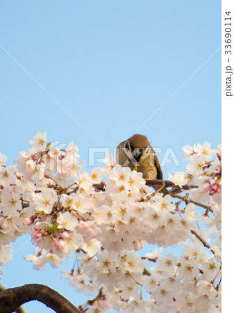 スズメと桜 スズメと桜 33690114