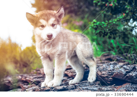 cute puppy alaskan malamute run on grass garden 33690444