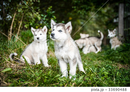 group of cute puppy alaskan malamute run on grass 33690488