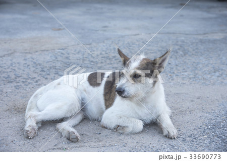 Thai dogs are lying down. 33690773