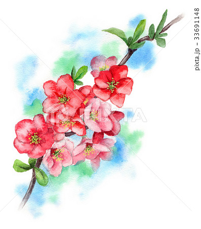 木瓜の枝に咲く花のイラスト素材 [33691148] - PIXTA
