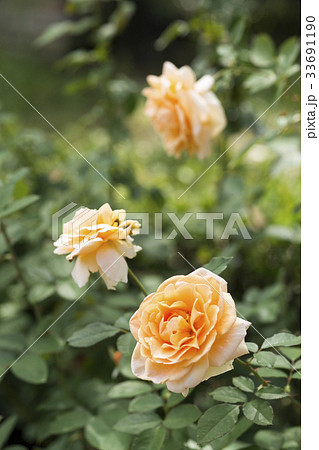 クリーム色のバラの花の写真素材