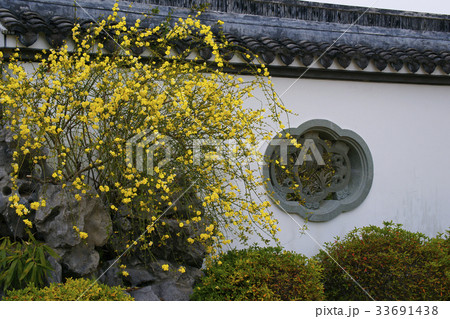 雲南黄梅 33691438