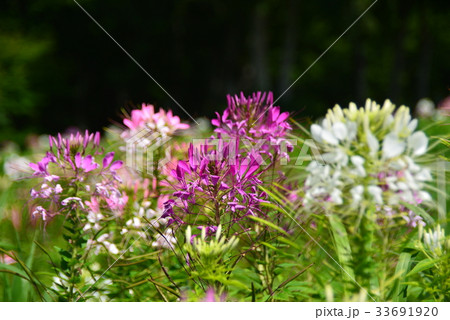 赤・白・ピンク三色のクレオメ 33691920