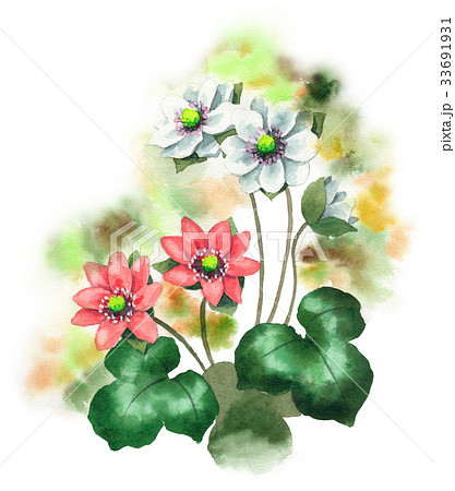 白とピンクの雪割草 33691931