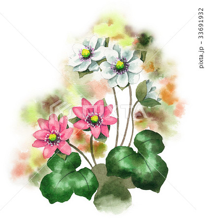 白とピンクの雪割草 33691932