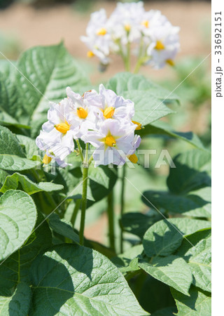 ジャガイモの花 33692151