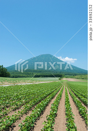 羊蹄山 33692152