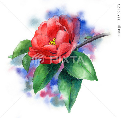 ピンクの山茶花のイラスト素材