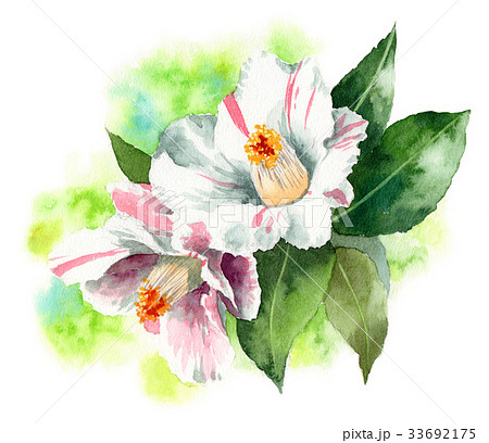 白の斑入りの山茶花 33692175