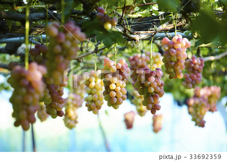 ぶどう 33692359