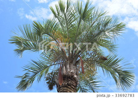 青空とヤタイヤシ 青空とヤタイヤシ 33692783