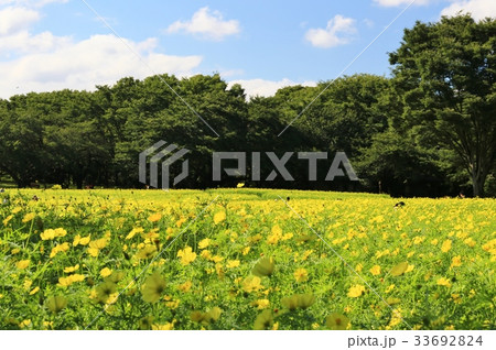 コスモス 33692824