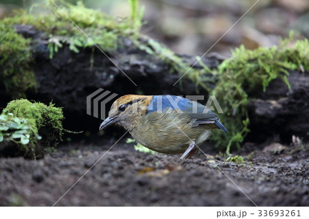キタスマトラヤイロチョウ 33693261