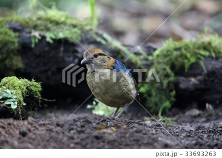キタスマトラヤイロチョウ 33693263