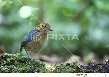 キタスマトラヤイロチョウ 33693264