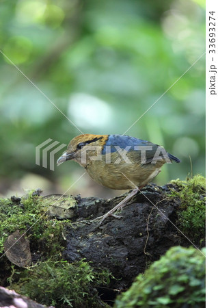 キタスマトラヤイロチョウ キタスマトラヤイロチョウ 33693274