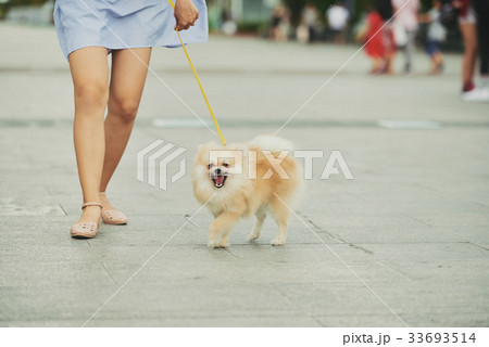 Dog walking in the city 33693514