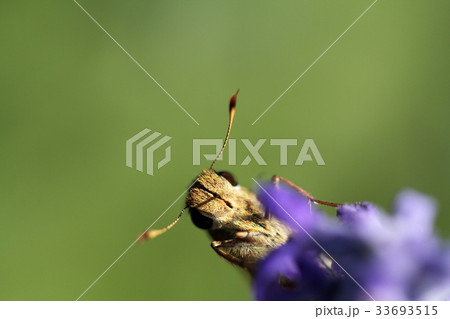 おちゃめなイチモンジセセリ おちゃめなイチモンジセセリ 33693515