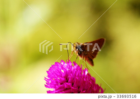 イチモンジセセリ 33693516