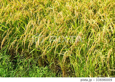 稲穂 33696009