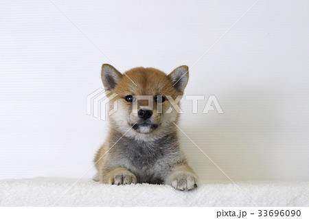 カメラ目線の豆柴子犬 カメラ目線の豆柴子犬 33696090