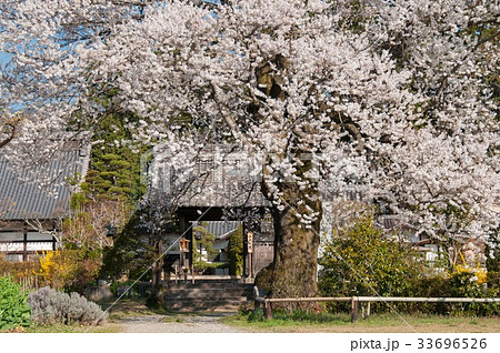長野県下伊那郡高森町松源寺の桜 長野県下伊那郡高森町松源寺の桜 33696526