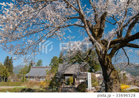 長野県下伊那郡高森町松源寺の桜 長野県下伊那郡高森町松源寺の桜 33696528