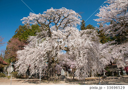 長野県下伊那郡高森町瑠璃寺の桜 33696529