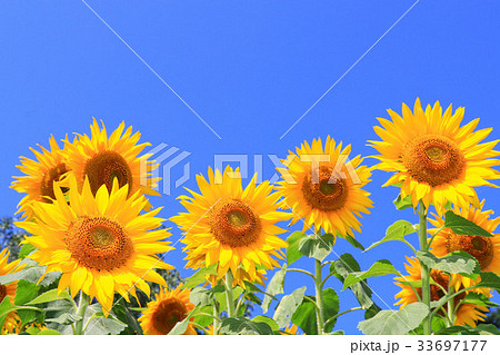 青空とひまわり 33697177