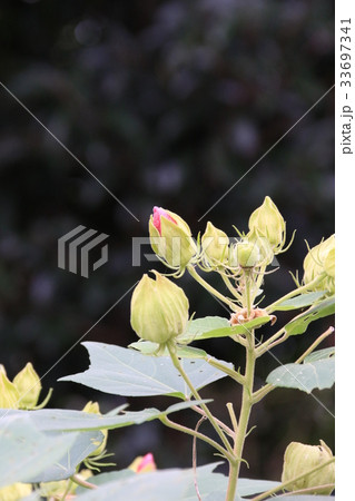 芙蓉の蕾 33697341