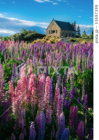 Church of the Good Shepherd and Lupine Field 33697399