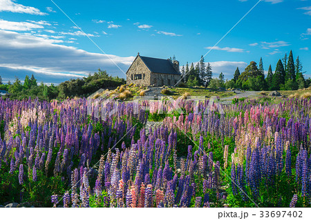 Church of the Good Shepherd and Lupine Field 33697402