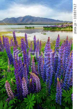 Lake Tekapo Lupin Field Focus Blended 33697417