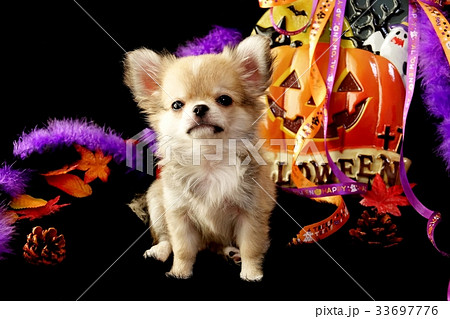 Halloweenチワワパピー 33697776