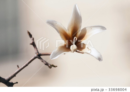 bottle tree flower 33698004