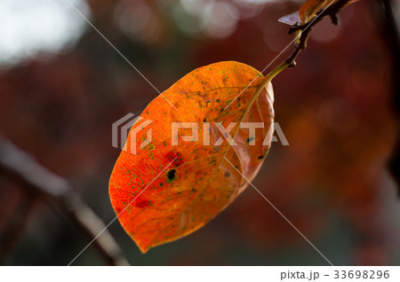 古室山古墳の紅葉 33698296
