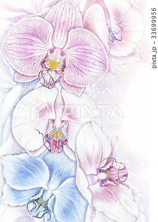 イラスト 蘭の花のイラスト素材 33699956 Pixta