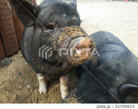 two black pigs 33700624