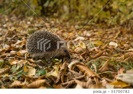 Woman looking at interior of cathedral 33700782